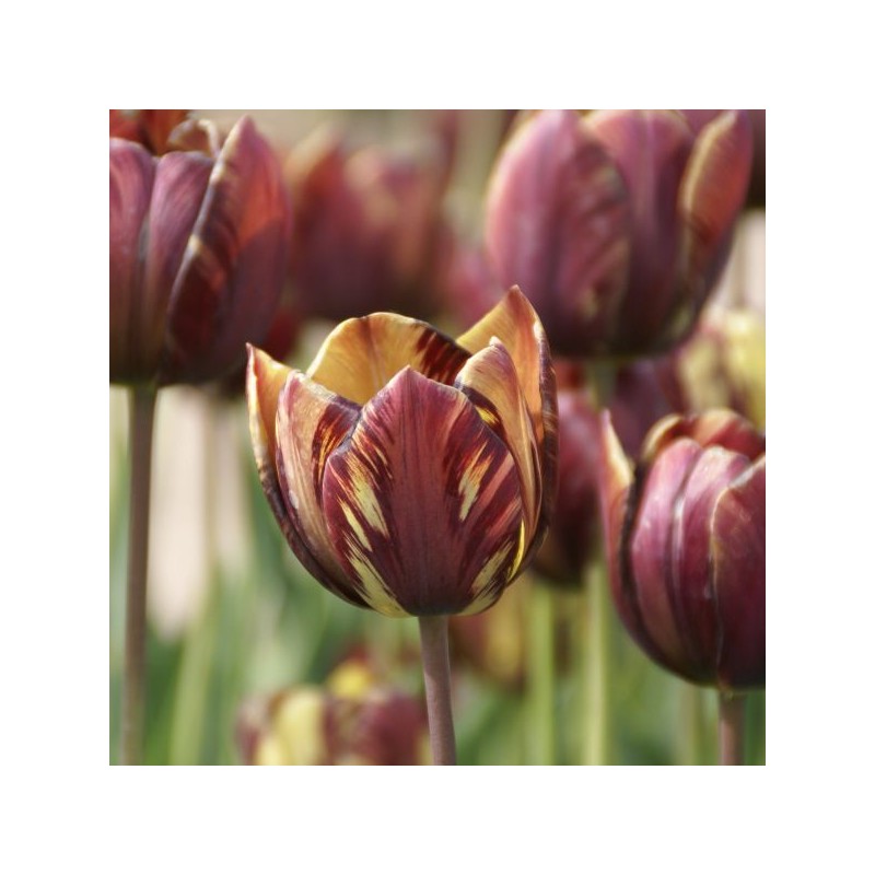 Tulipa 'Absalon'
