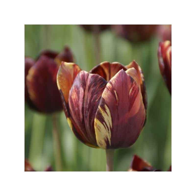 Tulipa 'Absalon'