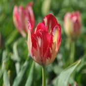 Tulipa 'Bridesmaid'