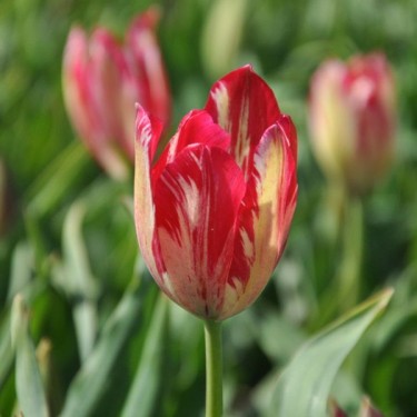 Tulipa 'Bridesmaid'