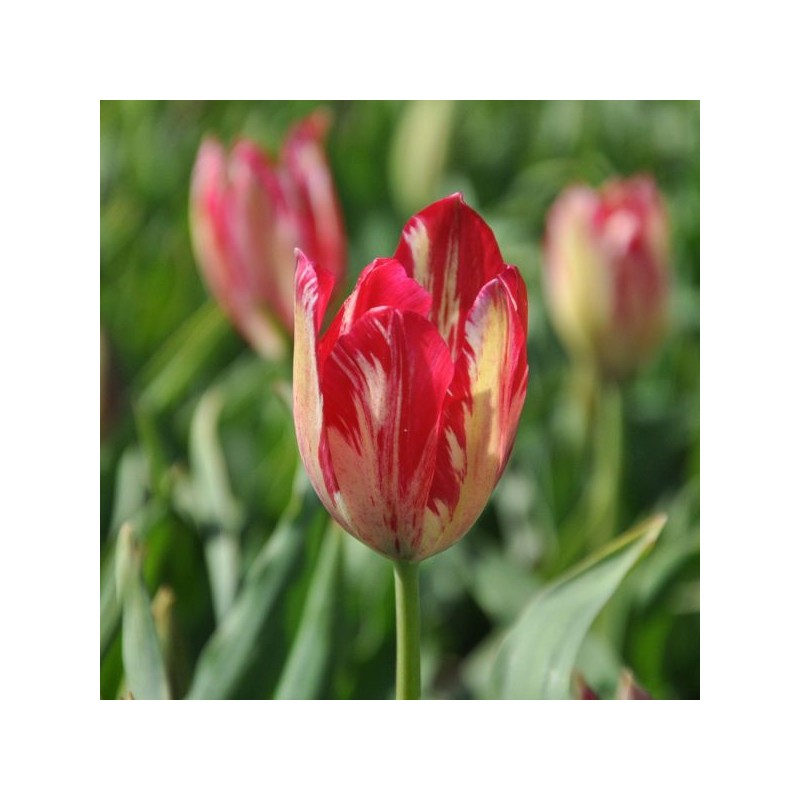 Tulipa 'Bridesmaid'