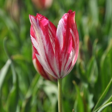 Tulipa 'Bridesmaid'