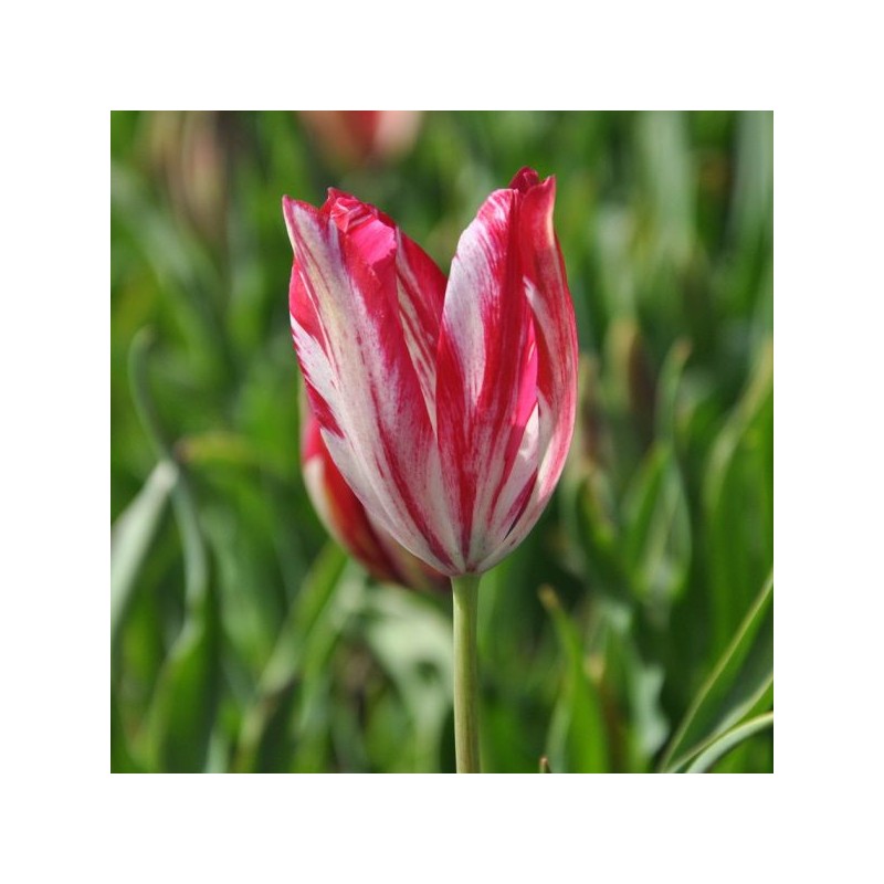 Tulipa 'Bridesmaid'