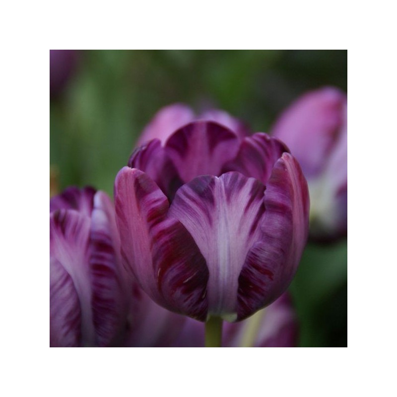Tulipa 'Columbine'