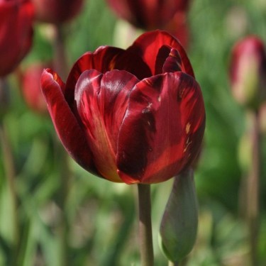Tulipa 'George Hayward'