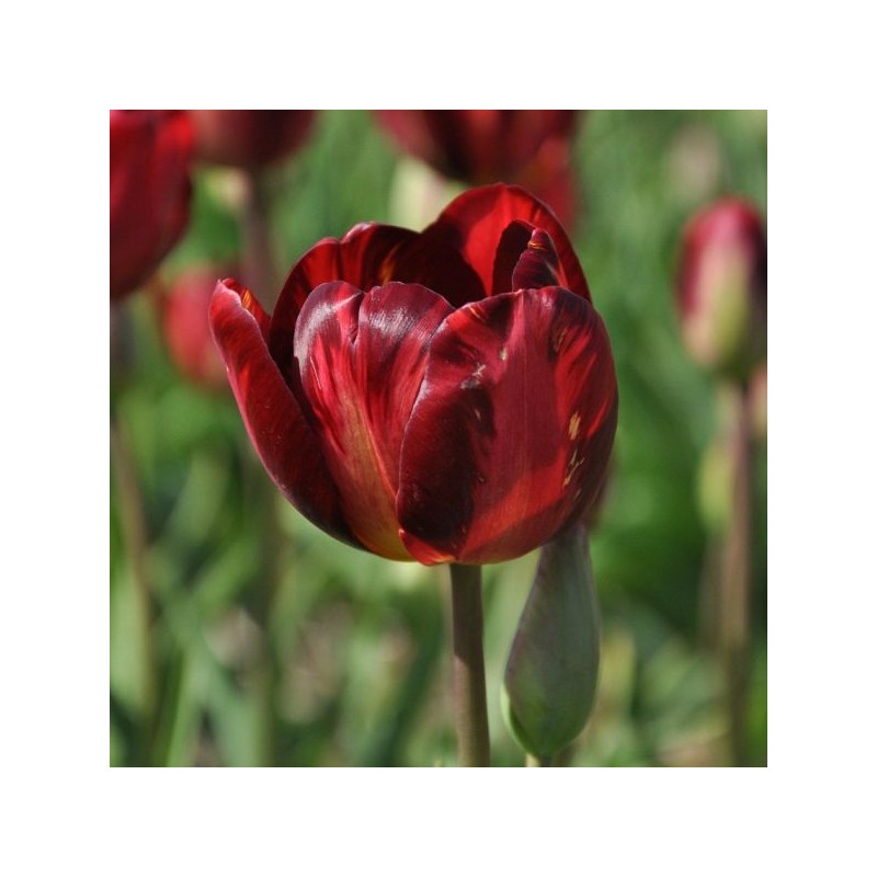 Tulipa 'George Hayward'