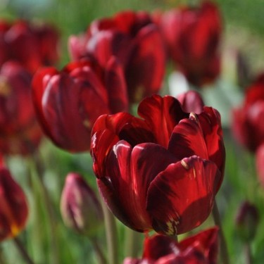 Tulipa 'George Hayward'