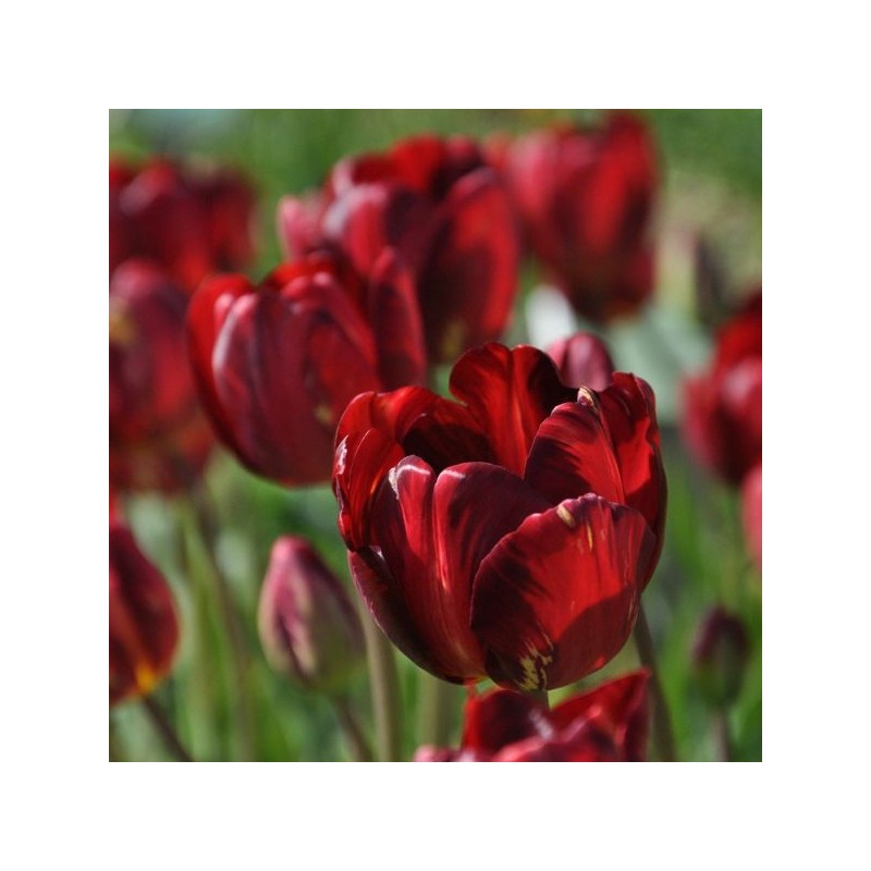Tulipa 'George Hayward'