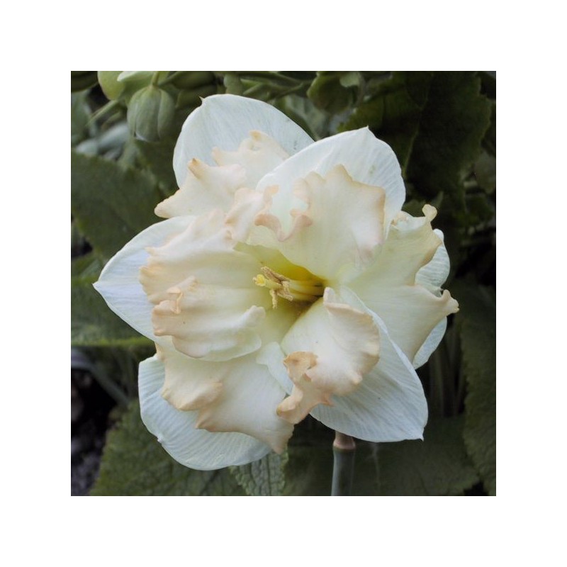 Narcissus 'Etincelante'