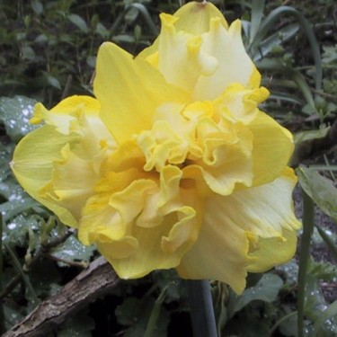 Narcissus 'Sprinter'