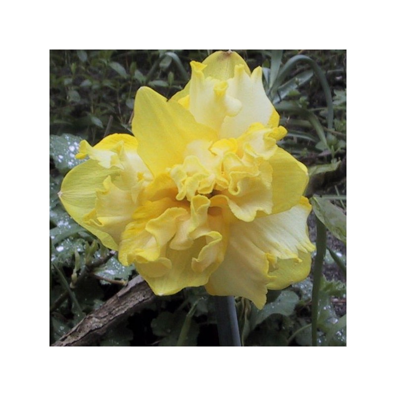 Narcissus 'Sprinter'