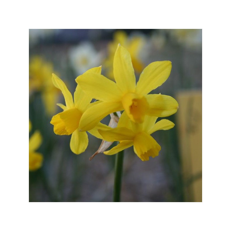 Narcissus 'Oz' 