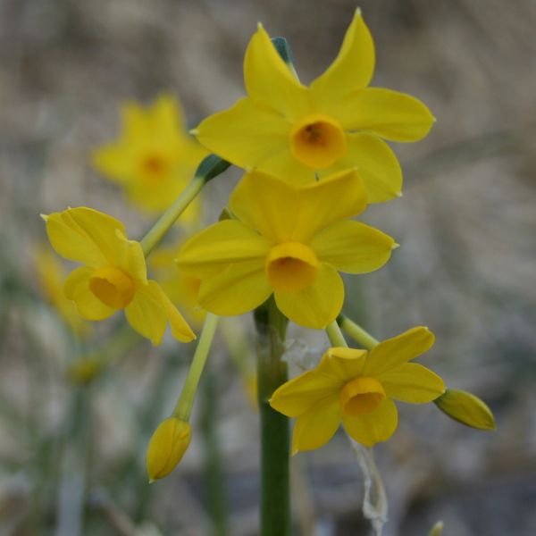 Narcissus intermedius 