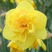 Narcissus 'Baldock'