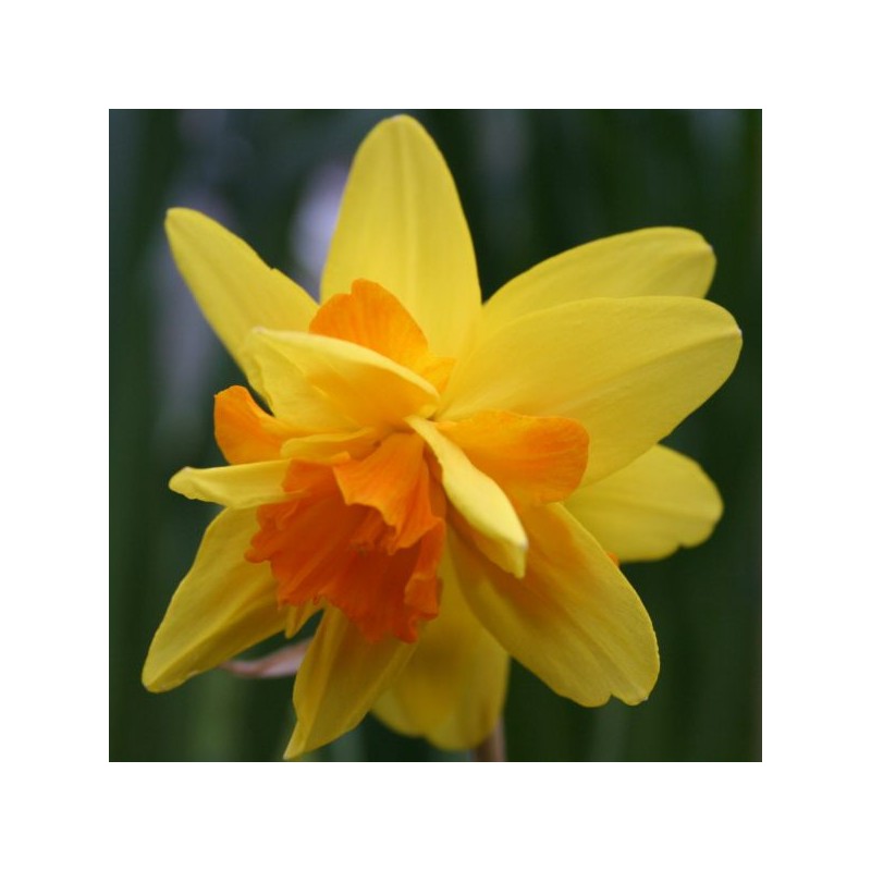 Narcissus 'Double Itzim'