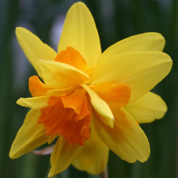 Narcissus 'Double Itzim'