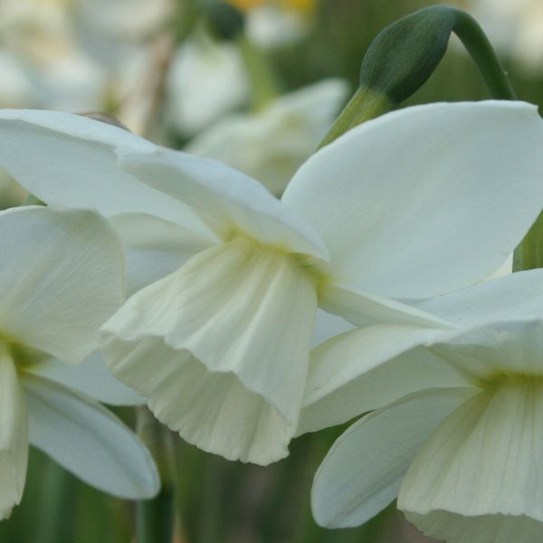 Narcissus 'Saberwing'