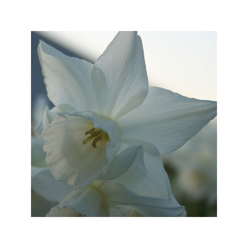 Narcissus 'Arish Mell' 