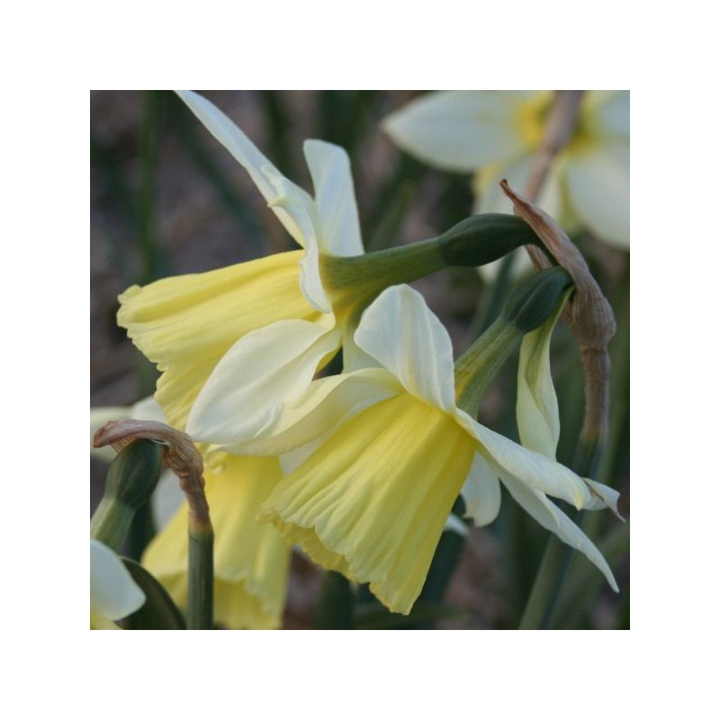 Narcissus 'Johanna'