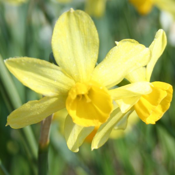 Narcissus 'Rosedown'