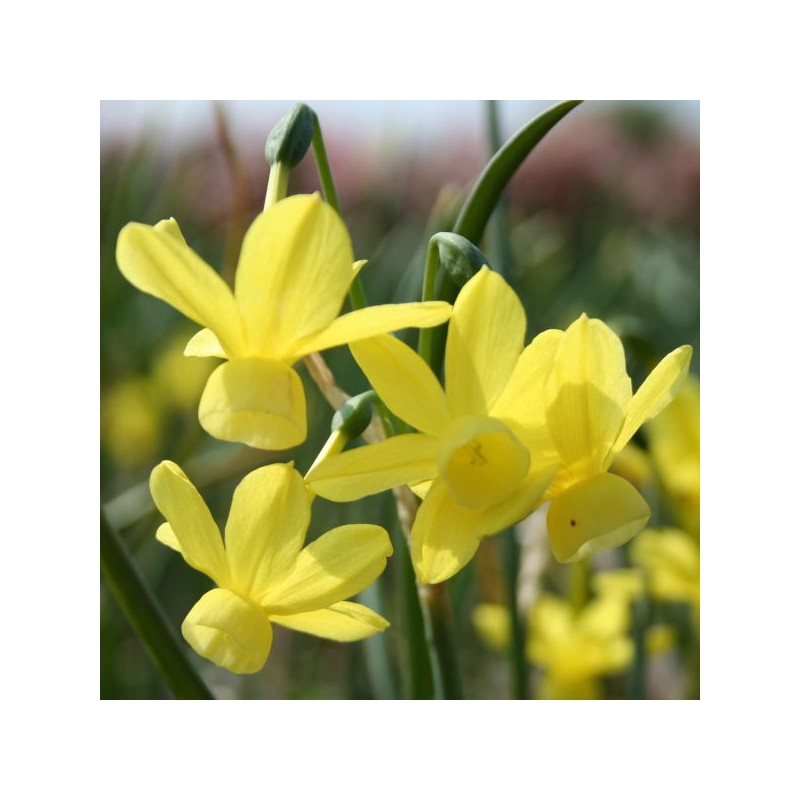 Narcissus 'April Tears'