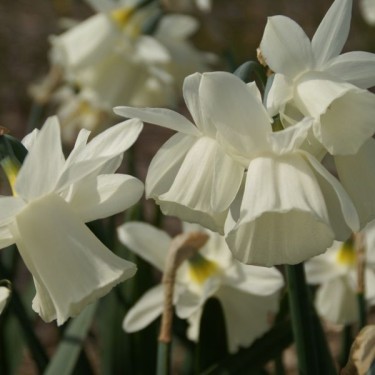 Narcissus 'Horn of Plenty'