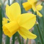 Narcissus 'Elfin Gold'