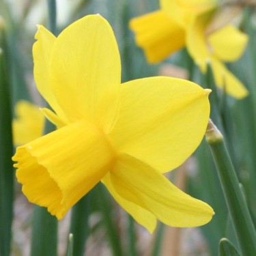 Narcissus 'Elfin Gold'
