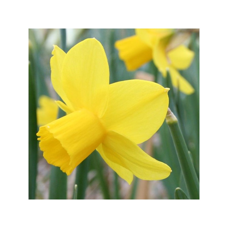 Narcissus 'Elfin Gold'