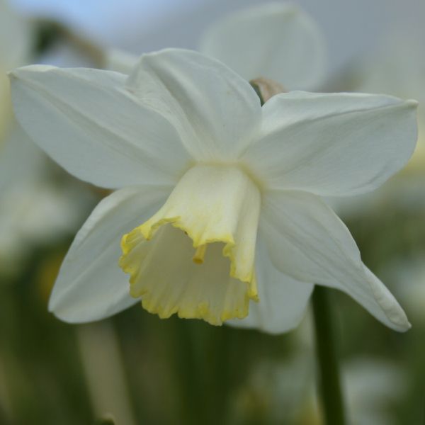 Narcissus 'Greenlet'