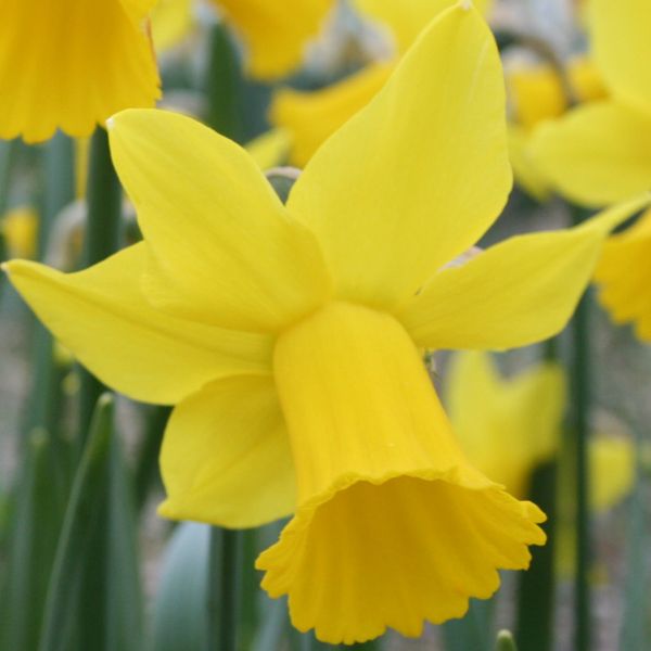Narcissus 'Rival'