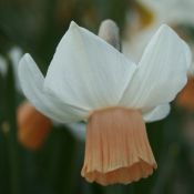 Narcissus 'Tiger Moth'