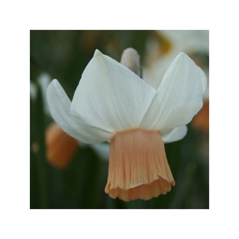 Narcissus 'Tiger Moth'