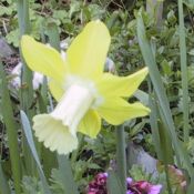 Narcissus 'Wheatear'