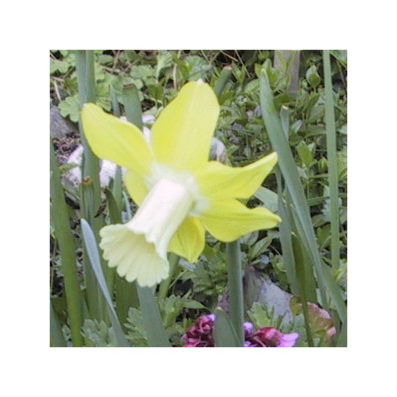 Narcissus 'Wheatear'