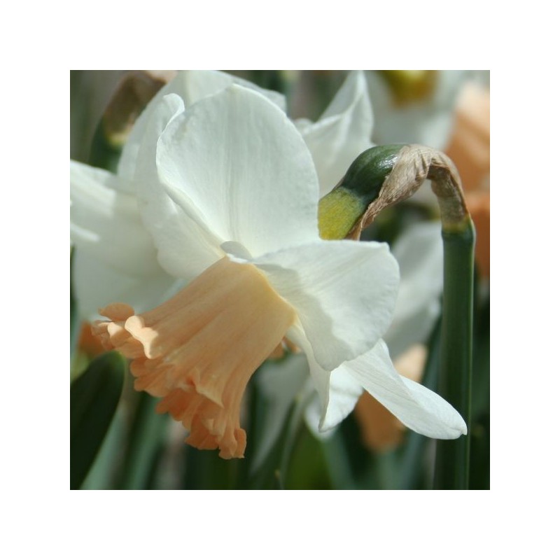 Narcissus 'Waif'
