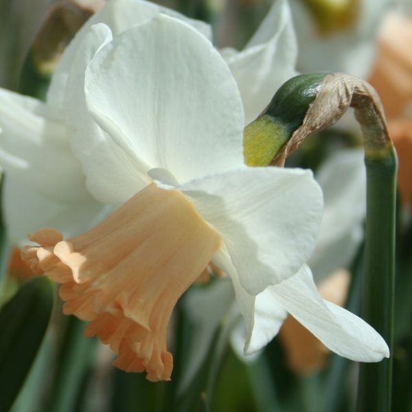 Narcissus 'Waif'