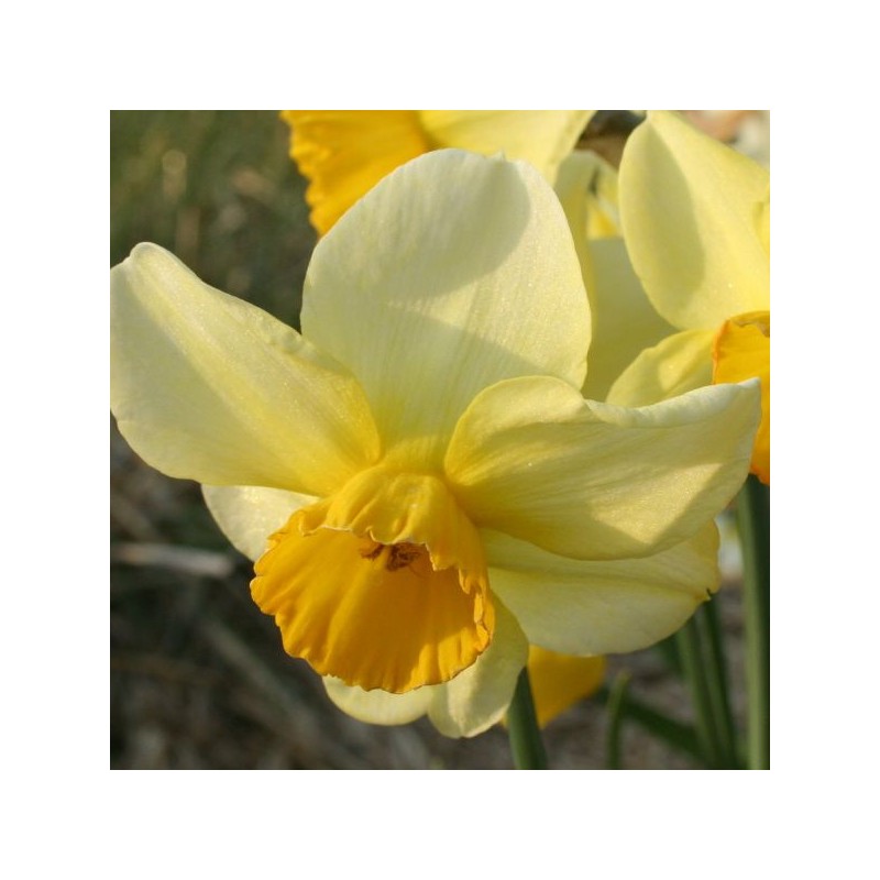 Narcissus 'Larkelly' 