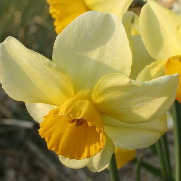 Narcissus 'Larkelly' 