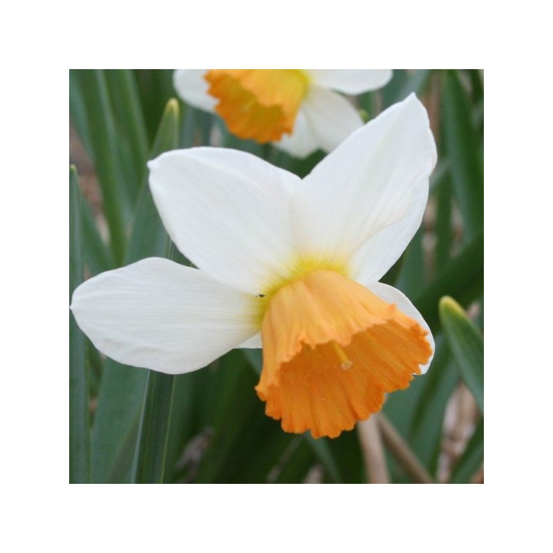 Narcissus 'Penril' 