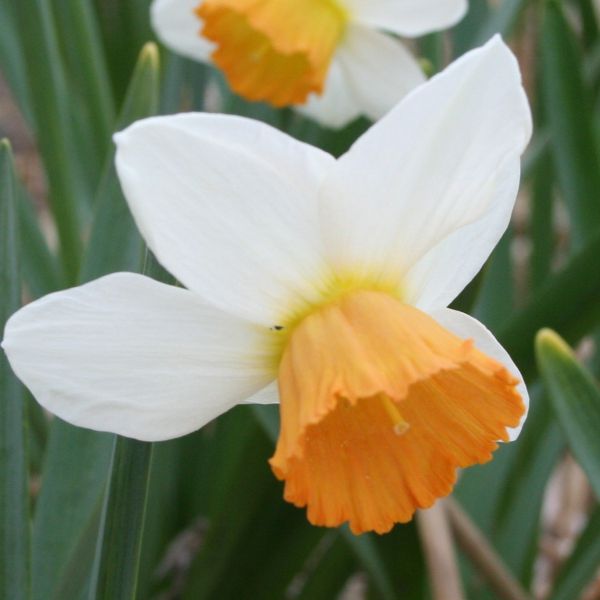 Narcissus 'Penril' 