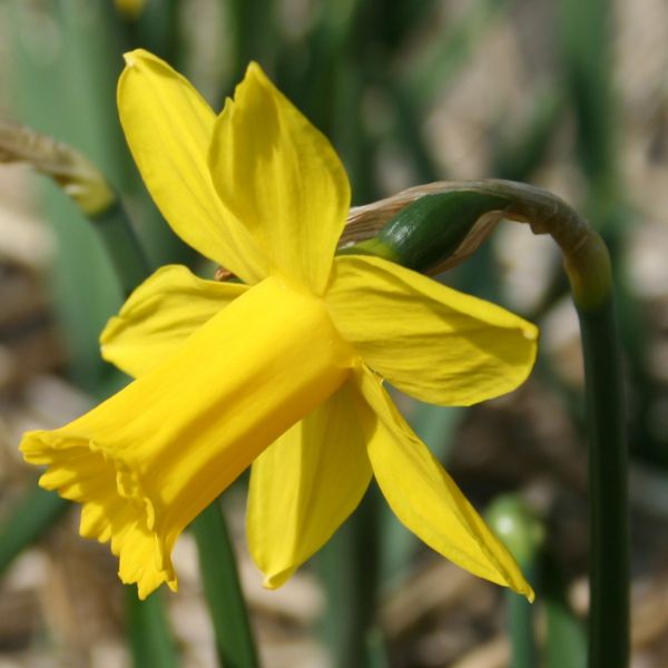 Narcissus 'Sumo Jewel' 