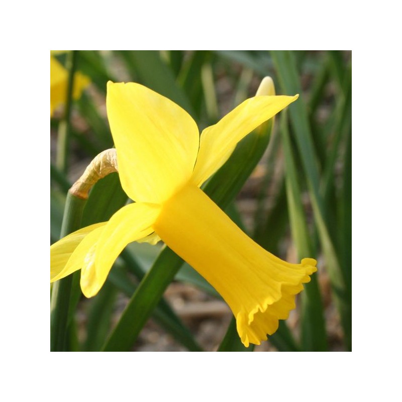 Narcissus 'Baby doll'