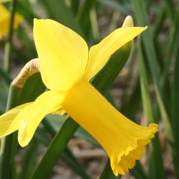 Narcissus 'Baby doll'