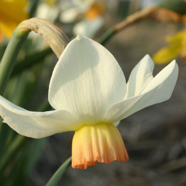 Narcissus 'Elizabeth Ann'