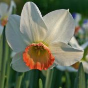 Narcissus 'Elizabeth Ann'