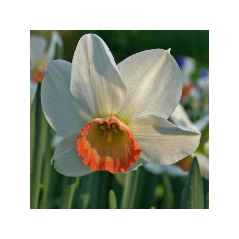 Narcissus 'Elizabeth Ann'