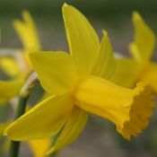 Narcissus 'Amwell Lady'