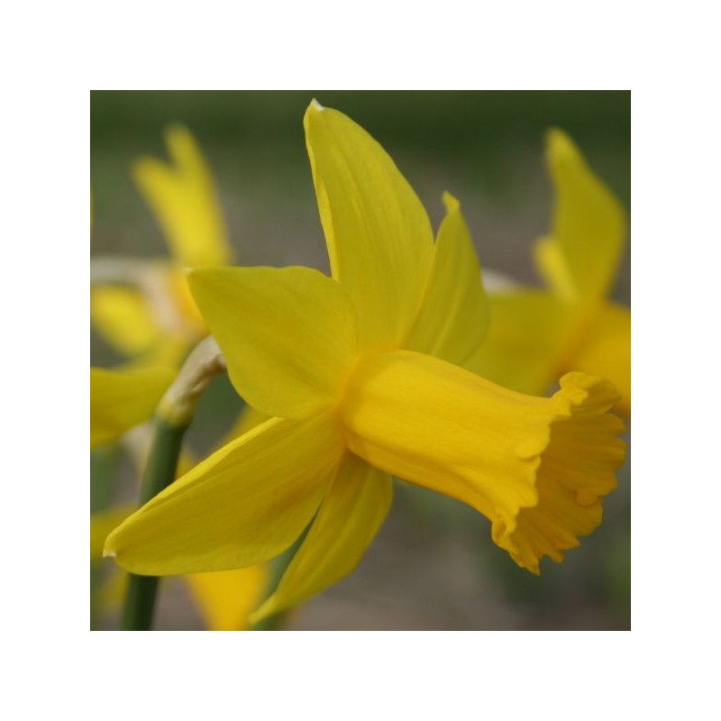 Narcissus 'Amwell Lady'