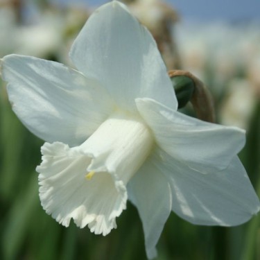 Narcissus 'Delta Flight'
